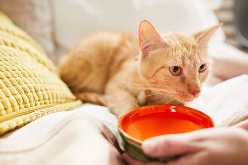 Incentivando o gato a ingerir mais água.