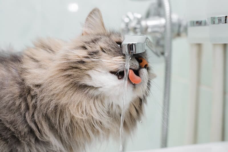 Os gatos adoram água corrente, fresca e pura.