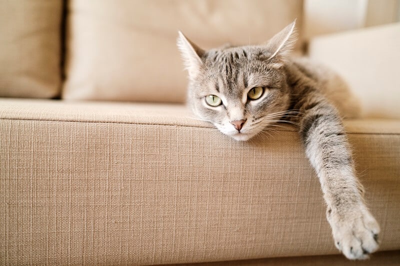 Gato saudável vivendo dentro de casa.