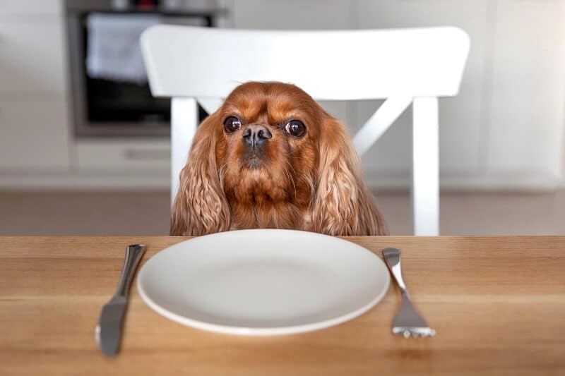 Qual tipo de comida você dá para o seu cão?