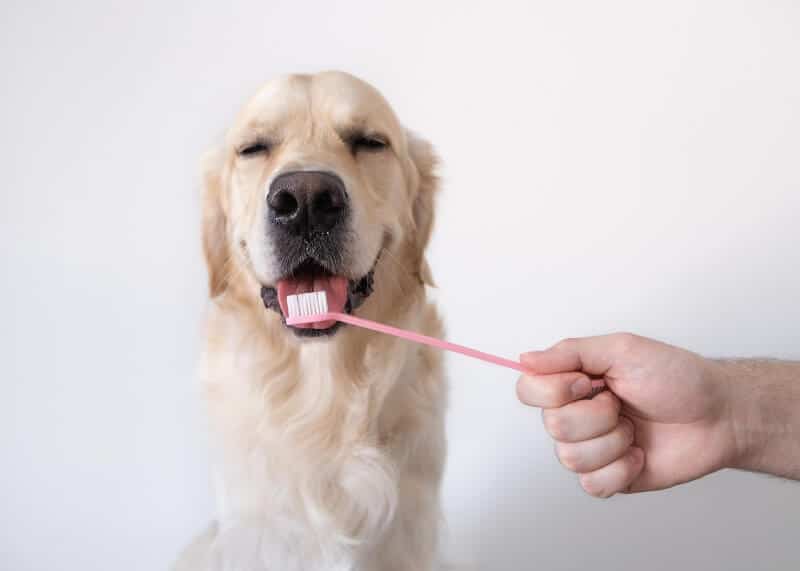 Entenda os benefícios de escovar os dentes do seu cachorro