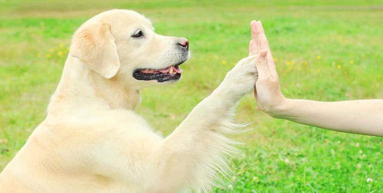 Adestramento de cães