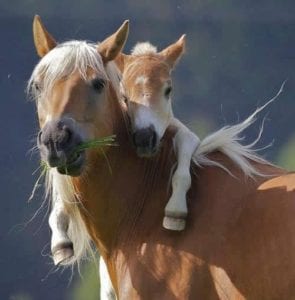 cavalo_filhote