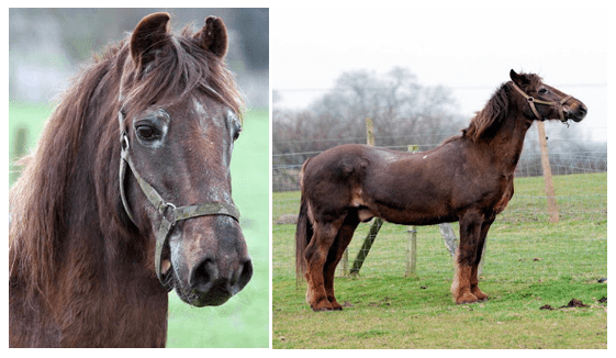 Shayne um cavalo do Santuários Remus Horse Memorial no Reino Unido com 51 anos de idade
