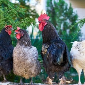 Granja De Frango