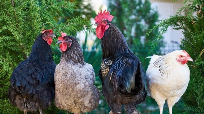 Granja De Frango