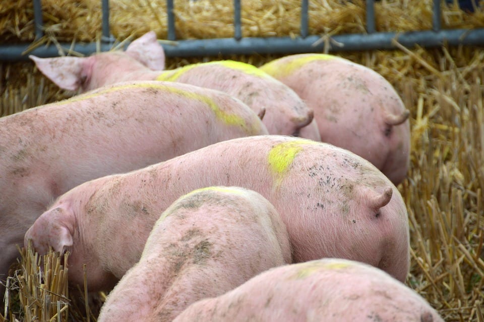 Criação de Porcos é Lucrativa Guia Manejo de Porcos