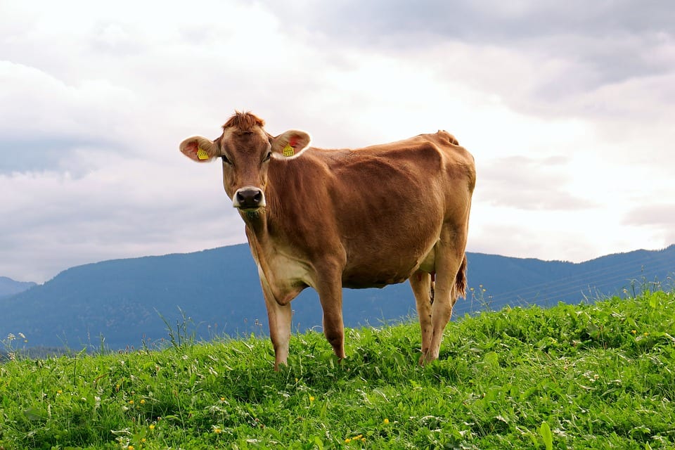 bovinocultura