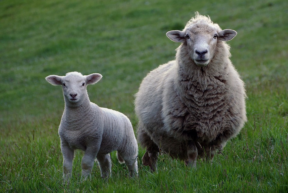 A-criacao-de-ovelhas-tambem-representa-uma-importante-fracao-da-agropecuaria-brasileira