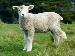 criação de ovelhas