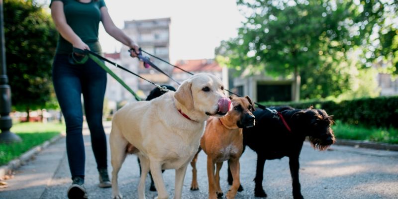 Passeadores de cachorros