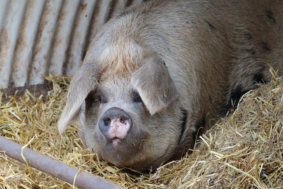 Criação de porcos para engorda