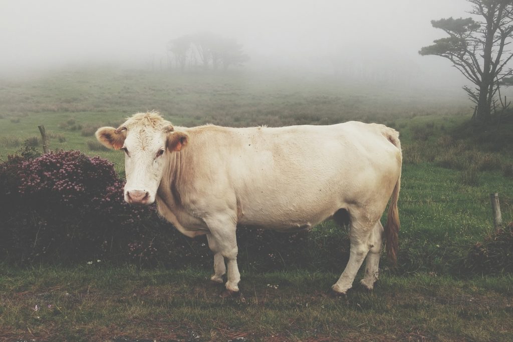  doenças mais comuns em bovinos