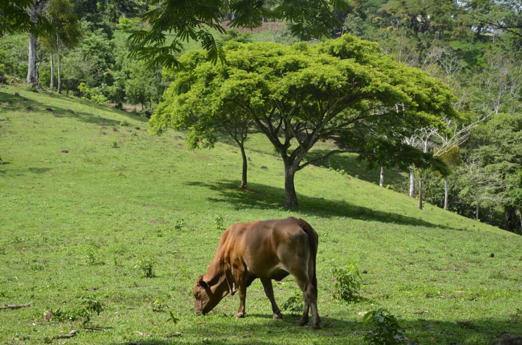 Nutrição animal 