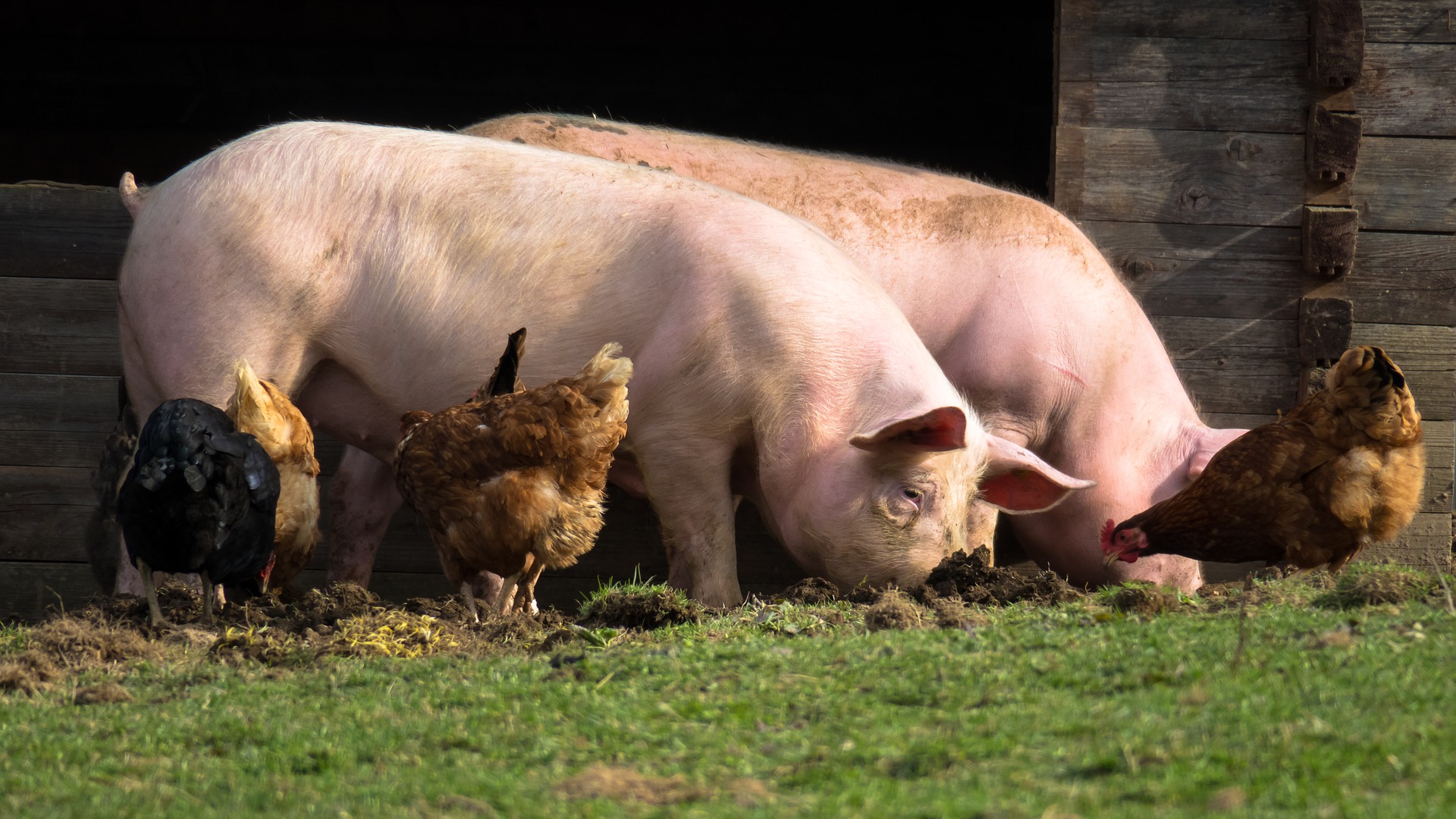 Nutrição animal