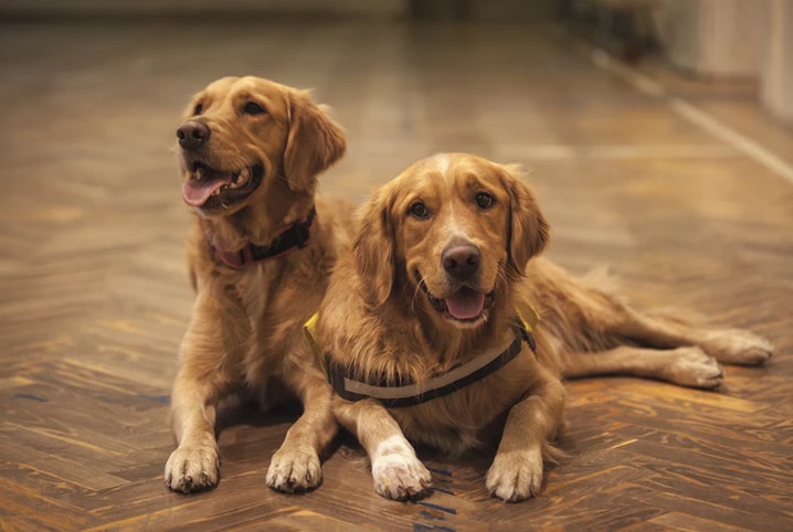 Suplementos para cachorros