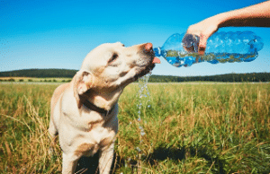 cuidados-pets-verão