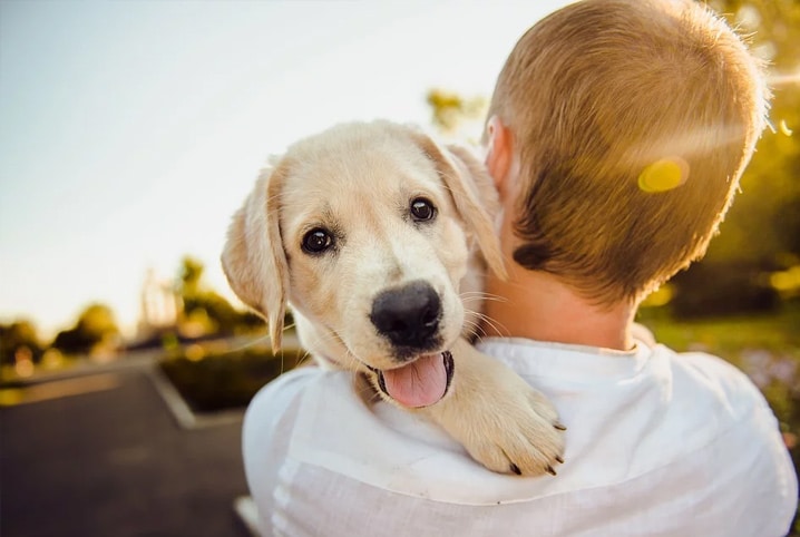 A humanização dos Pets e os benefícios para vida de quem adota