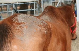 dermatofitoses-em-cavalos