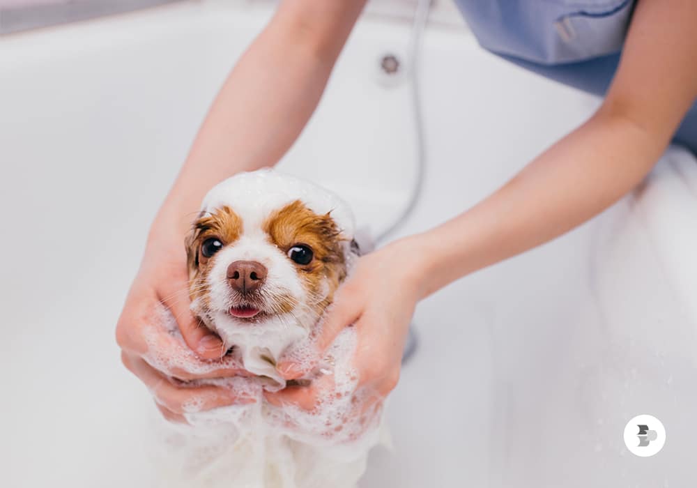 Os melhores produtos para a higiene do seu cão