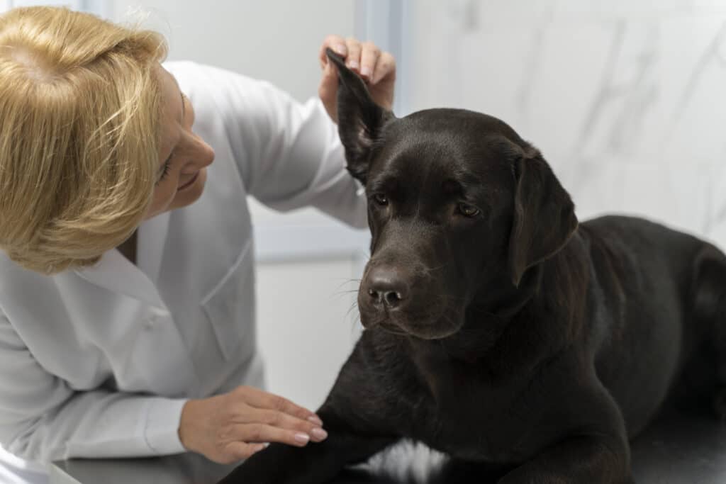 Seu cãozinho é surdo? Veja como ajudá-lo