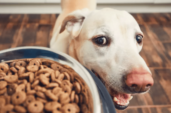 Alimentando seu pet: a importância de uma dieta balanceada