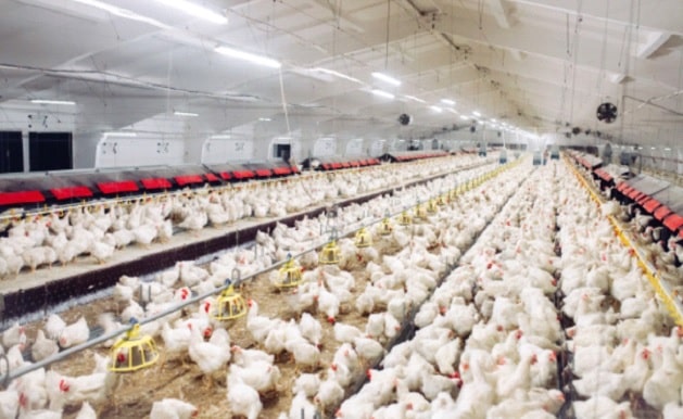 A-avicultura-é-uma-das-atividades-agropecuárias-mais-importantes-no-Brasil