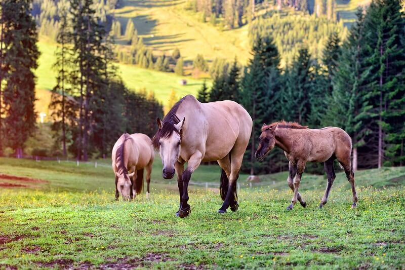 Os cavalos precisam em torno de 1 a 2% do seu peso em pastagem por dia
