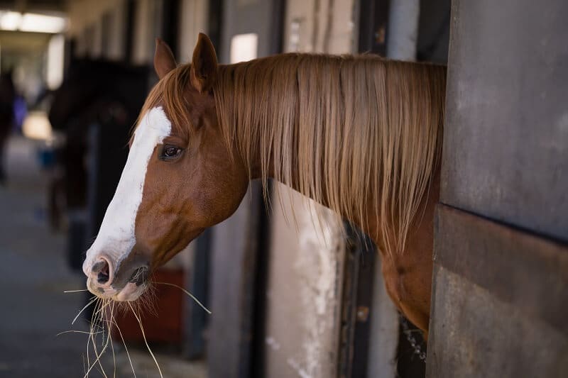 Apesar de grande parte de sua alimentação ser o feno, os cavalos necessitam de complementos como rações