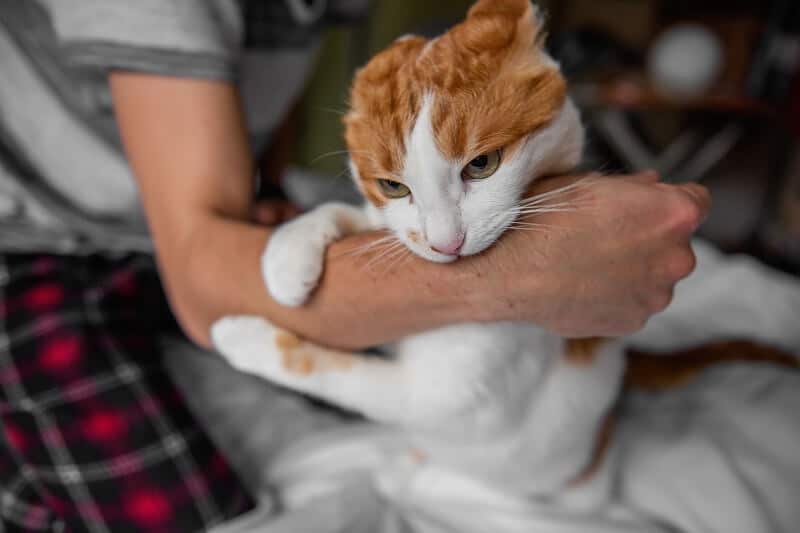 Gatos que não tem se exercitam tendem a ser ansiosos e estressados.