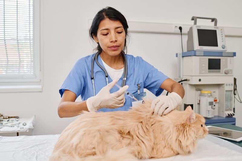 Não deixe de vacinar seu amigo de quatro patas.