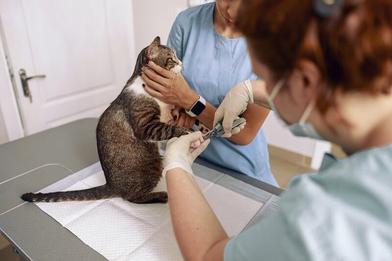 É necessário realizar visitas periódicas ao veterinário.