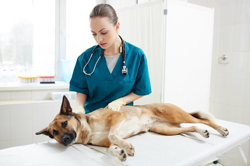 Lembre-se sempre de consultar um veterinário.