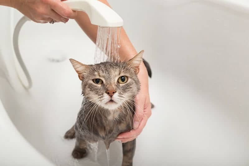 Banho e tosa: Os gatos se lambem e garantem que estejam sempre limpinhos.