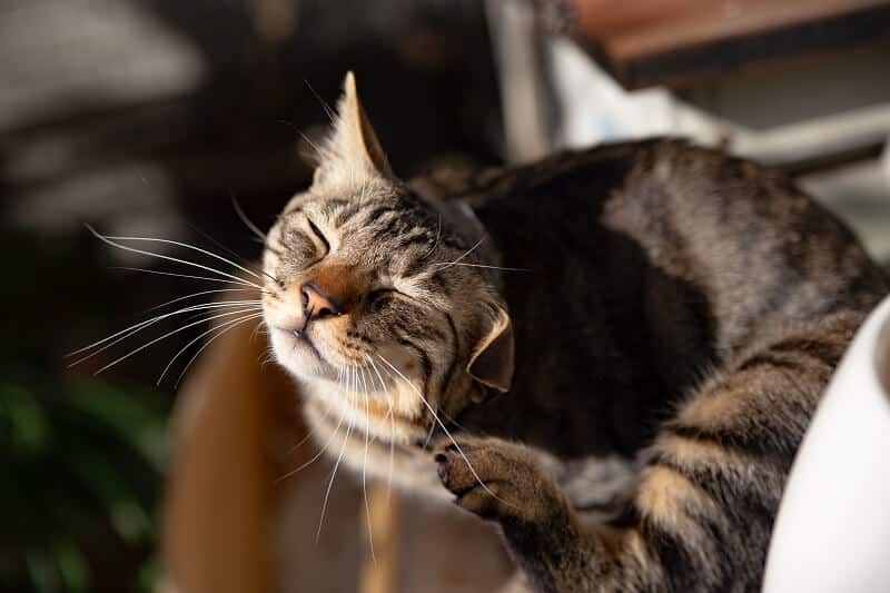 Além de causar estresse ao pet, a coceira pode trazer outros problemas.