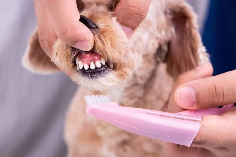 As escovas de dente para cães vêm em diferentes tamanhos e formatos