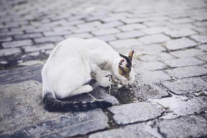É importante que o gato tenha acesso a água fresca e limpa.