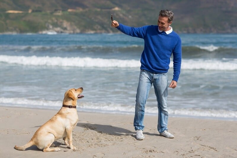 Os labradores são excelentes nadadores