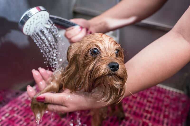 A higiene é muito importante para a qualidade de vida do seu pet.