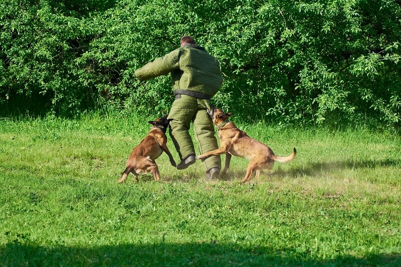 Os Pastores Alemães são cães com porte atlético.