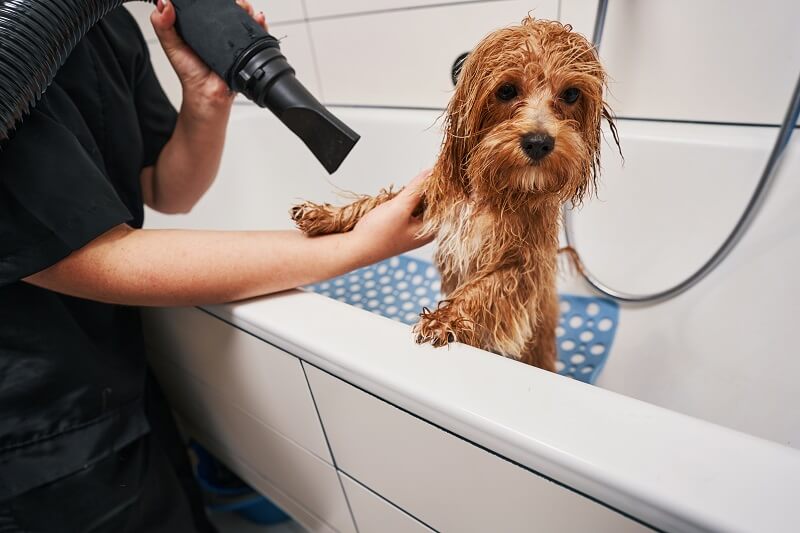 Se o pet deixar, use o secador para maior eficiência.