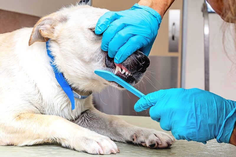 Mesmo com a escovação regular em casa, é essencial que o seu cão tenha verificações dentárias regulares com um veterinário.