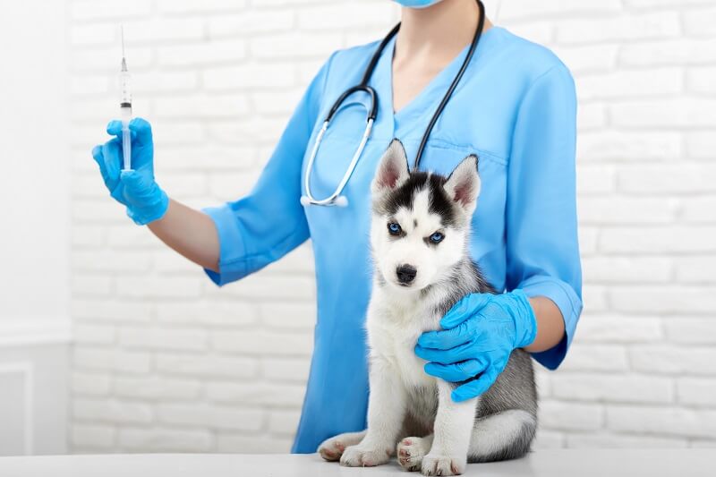 veterinário vacinando filhote - importância de vacinar os animais