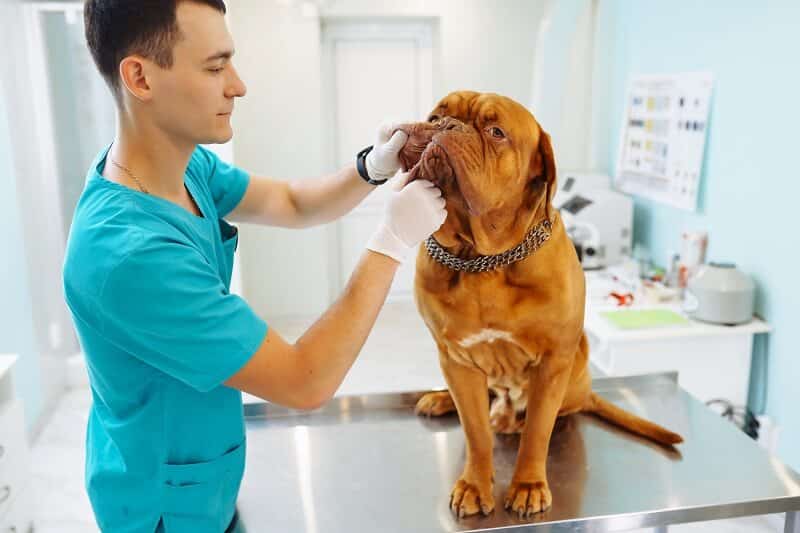 Sempre faça um acompanhamento com um médico veterinário