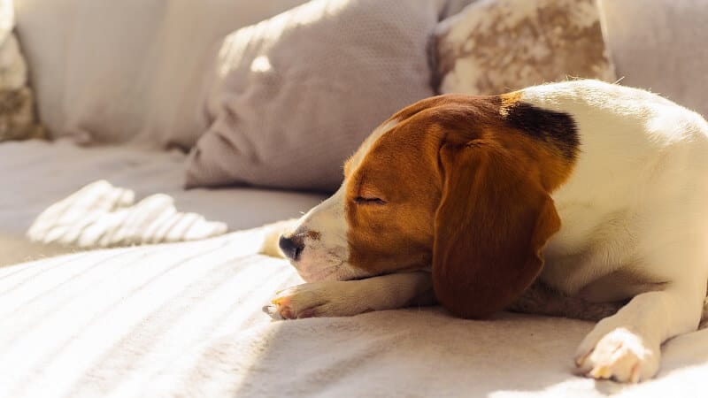 animais seguros ao aplicar inseticidas