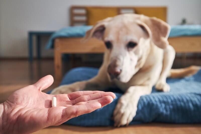 Anti-inflamatório para cães no alívio de dor e inflamação
