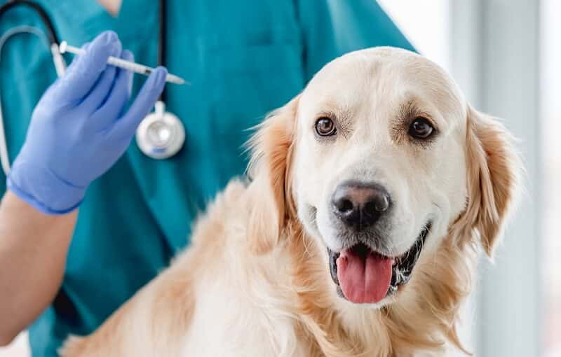 As injeções são também frequentemente utilizadas quando o cão tem dificuldade em engolir comprimidos