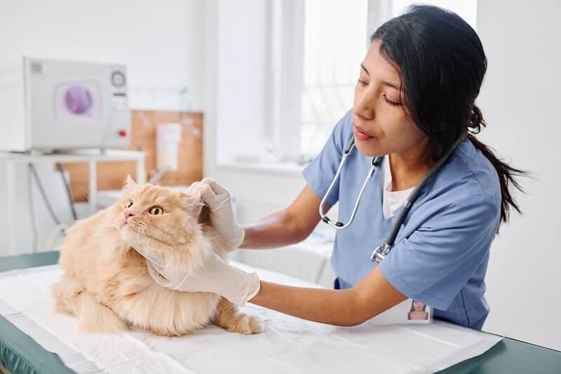 é importante levar seu gato ao veterinário para uma avaliação mais aprofundada