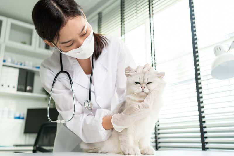 um veterinário encontrará a abordagem mais segura e eficaz