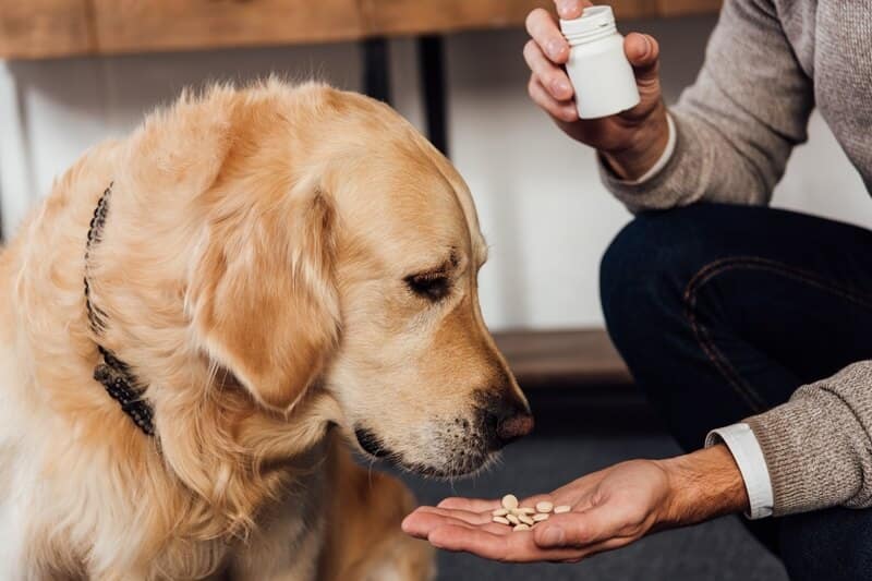 antibióticos para cães